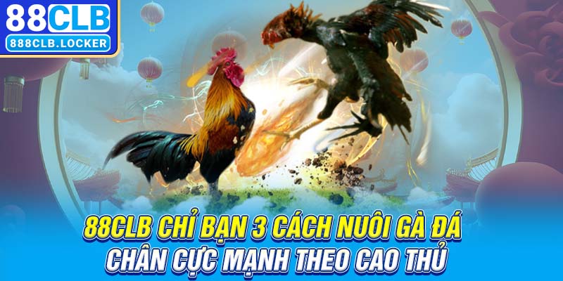 88CLB chỉ bạn 3 cách nuôi gà đá chân cực mạnh theo cao thủ