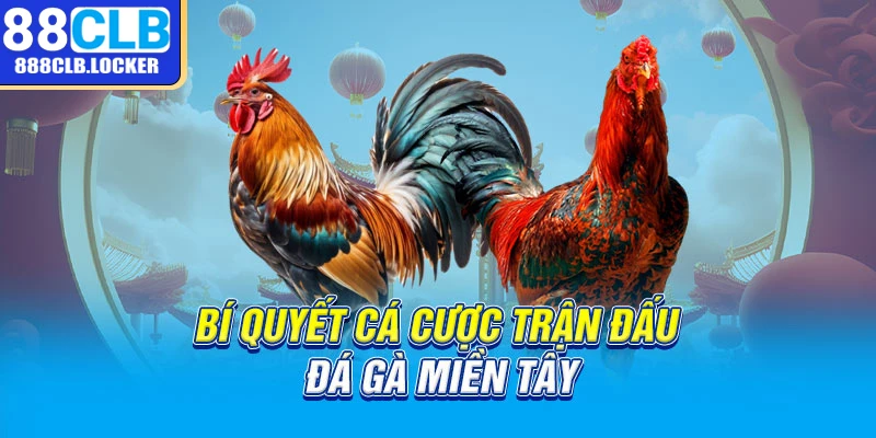 Bí quyết cá cược trận đấu đá gà miền Tây