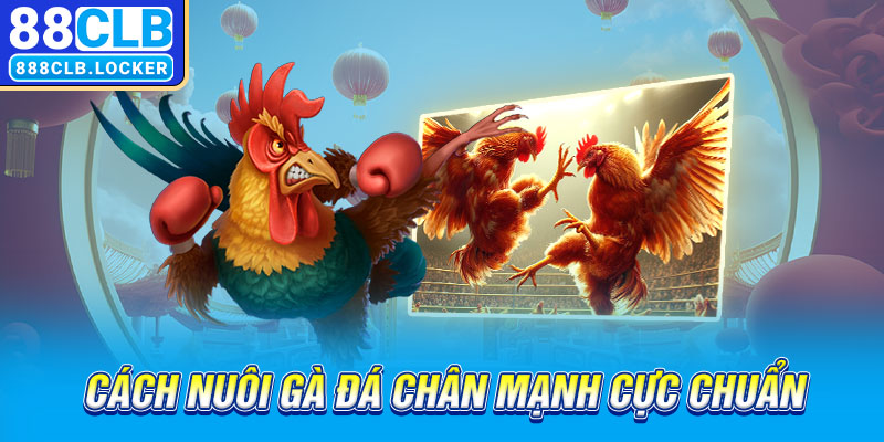 cách nuôi gà đá chân mạnh cực chuẩn