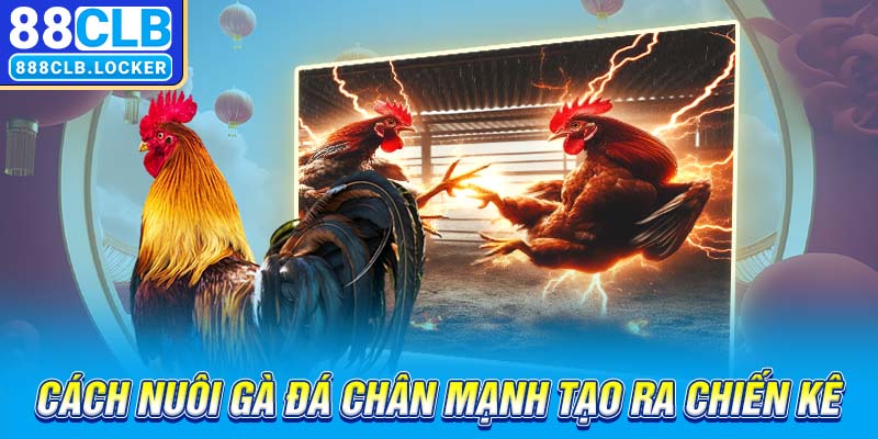 cách nuôi gà đá chân mạnh tạo ra chiến kê bất bại