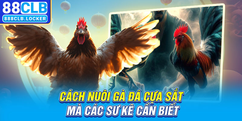 Cách nuôi gà đá cựa sắt mà các sư kê cần biết