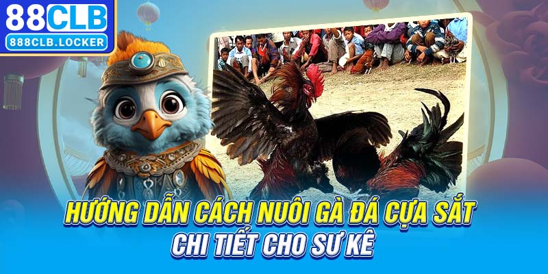 Hướng dẫn cách nuôi gà đá cựa sắt chi tiết cho sư kê