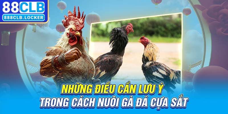 Những điều cần lưu ý trong cách nuôi gà đá cựa sắt