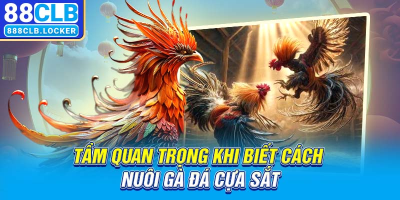 Tầm quan trọng khi biết cách nuôi gà đá cựa sắt